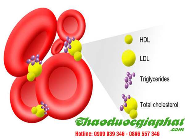 cay-no-ngay-dat-giup-tri-cholesterol-trong-mau-tai-quan-8