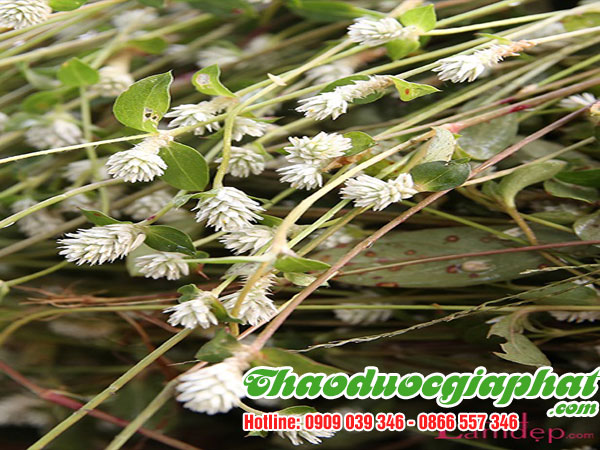 cay-no-ngay-dat-tai-huyen-can-gio