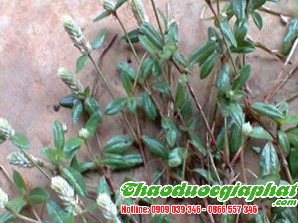 cay-no-ngay-dat-tai-huyen-cu-chi