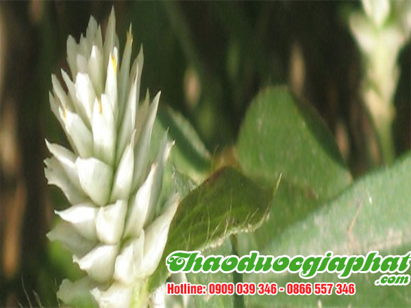 cay-no-ngay-dat-tai-huyen-hoc-mon