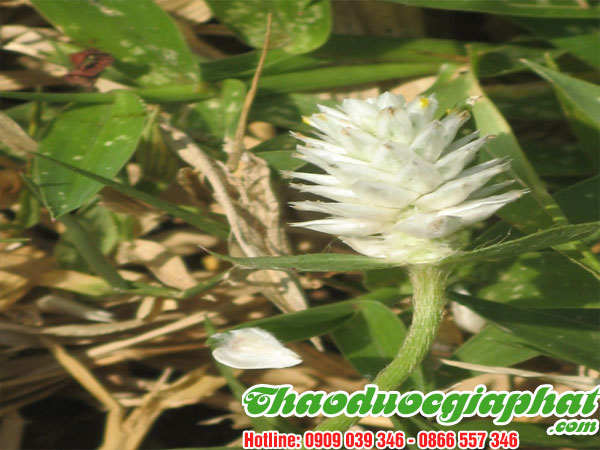 cay-no-ngay-dat-tai-quan-2