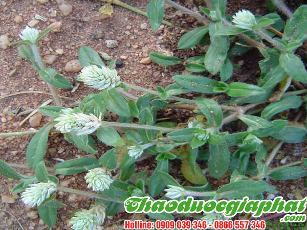 cay-no-ngay-dat-tai-quan-3