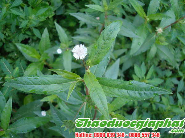 cay-no-ngay-dat-tai-quan-4