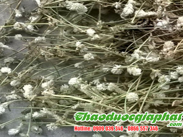 cay-no-ngay-dat-tai-quan-5