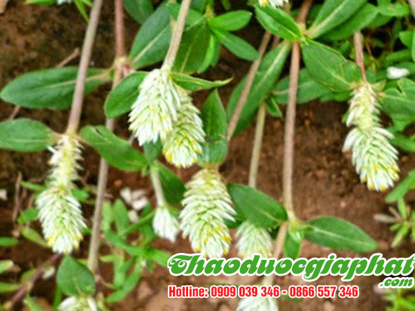 cay-no-ngay-dat-tai-quan-6.