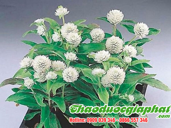 cay-no-ngay-dat-tai-quan-binh-tan