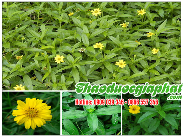 cay-sai-dat-chat-luong-nhat-tai-huyen-binh-chanh