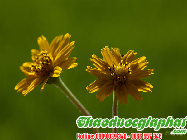 cay-sai-dat-chat-luong-nhat-tai-huyen-cu-chi