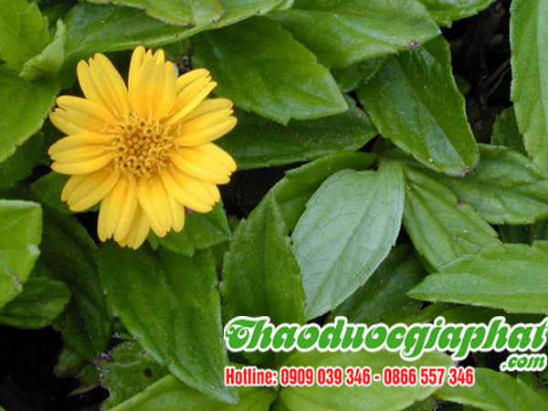cay-sai-dat-chat-luong-nhat-tai-huyen-nha-be