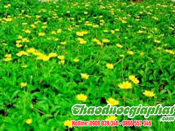 cay-sai-dat-chat-luong-nhat-tai-quan-10