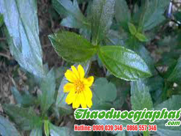 cay-sai-dat-chat-luong-nhat-tai-quan-11