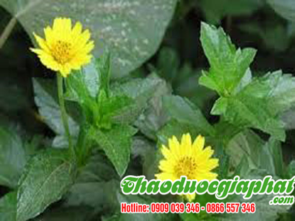 cay-sai-dat-chat-luong-nhat-tai-quan-12