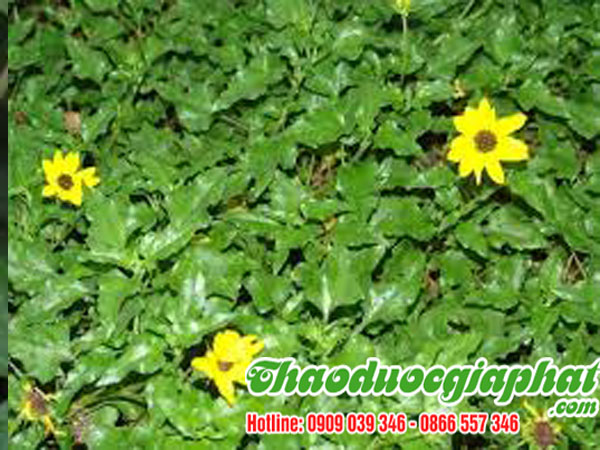 cay-sai-dat-chat-luong-nhat-tai-quan-6