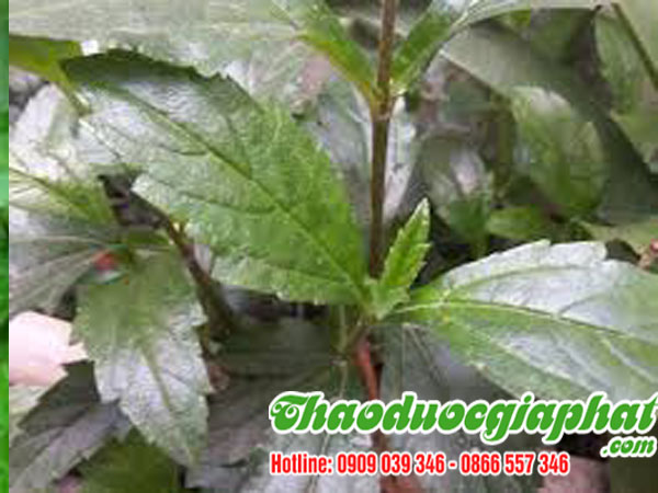 cay-sai-dat-chat-luong-nhat-tai-quan-7