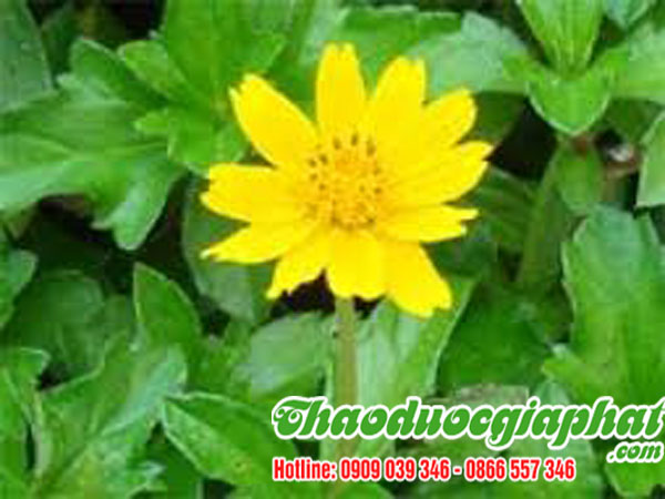 cay-sai-dat-chat-luong-nhat-tai-quan-9