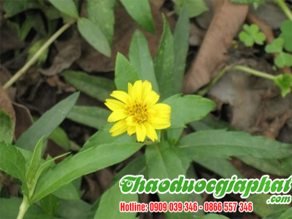 cay-sai-dat-chat-luong-nhat-tai-quan-huyen-can-gio