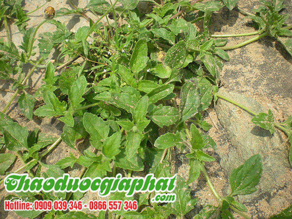 cay-sai-dat-chat-luong-nhat-tai-quan-tan-binh