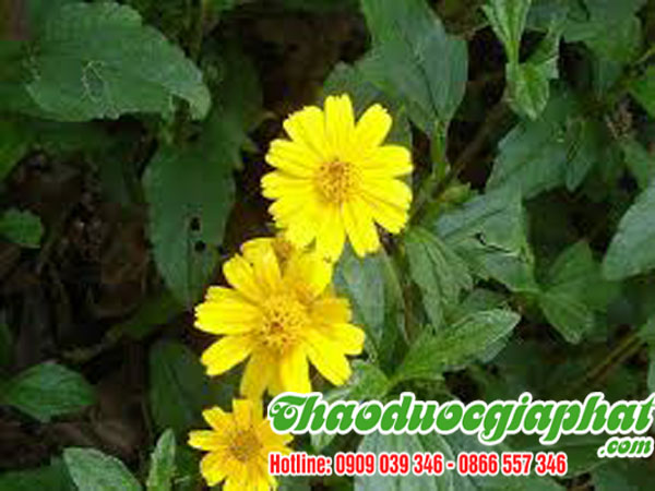 cay-sai-dat-chat-luong-nhat-tai-quan-tan-phu