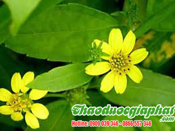 cay-sai-dat-chat-luong-nhat-tai-quanphu-nhuan