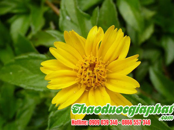 cay-sai-dat-tai-quan-8