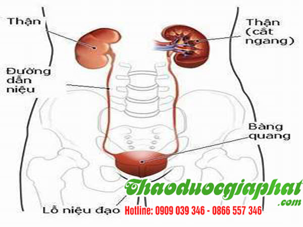 cay-sai-dat-tai-quan-8-viem-bang-quang