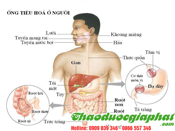 cay-thien-nien-kien-giup-kich-thich-he-tieu-hoa-tai-quan-9.