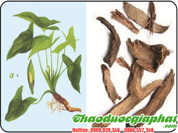 cay-thien-nien-kien-tai-quan-1