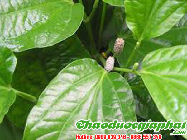 cay-thien-nien-kien-tai-quan-11