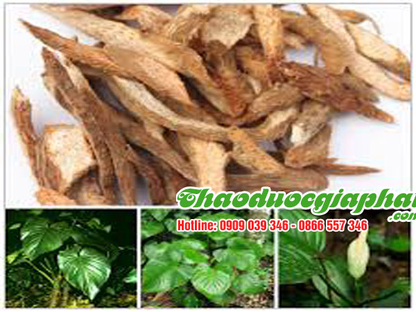 cay-thien-nien-kien-tai-quan-12