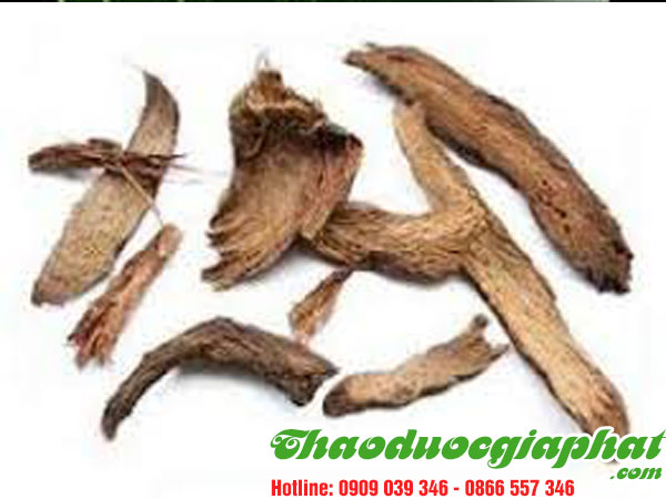 cay-thien-nien-kien-tai-quan-6.