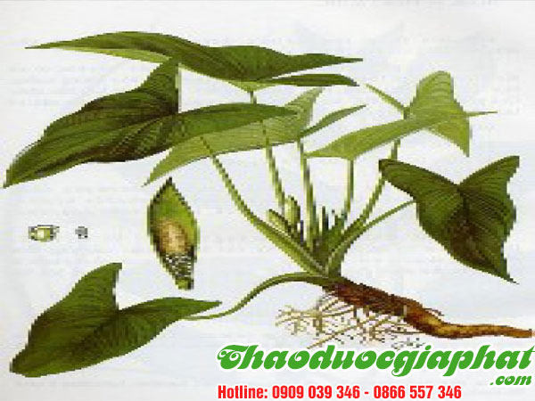 cay-thien-nien-kien-tai-quan-7.