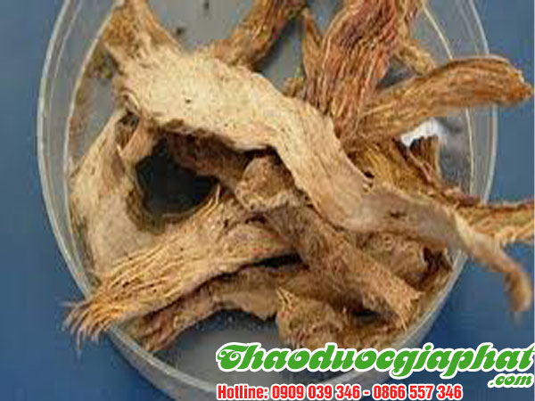 cay-thien-nien-kien-tai-quan-phu-nhuan