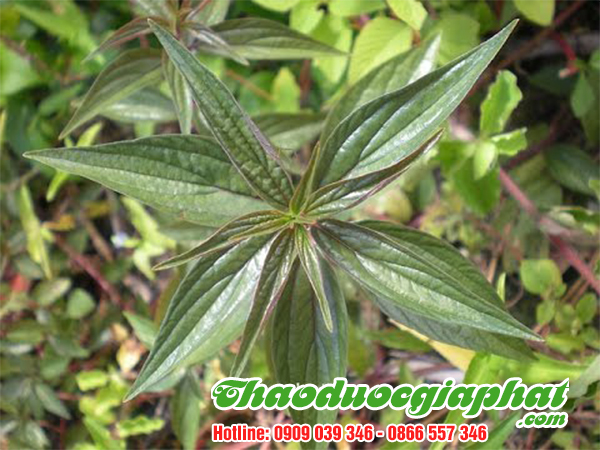 cay-thuoc-doi-tai-huyen-binh-chanh