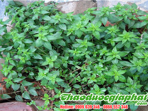 cay-thuoc-doi-tai-huyen-can-gio