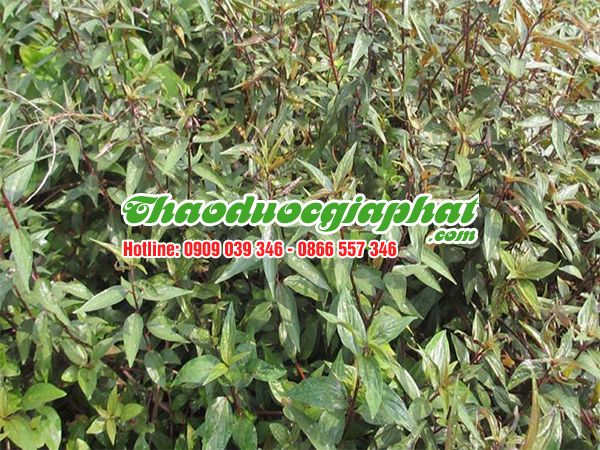 cay-thuoc-doi-tai-huyen-cu-chi