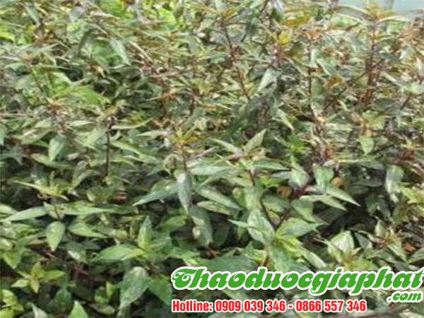 cay-thuoc-doi-tai-quan-10