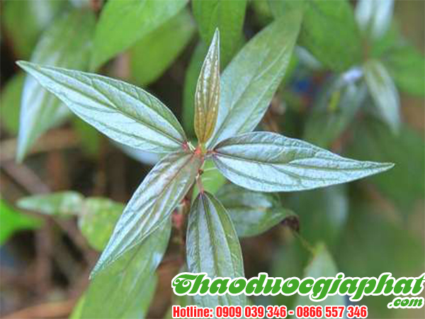 cay-thuoc-doi-tai-quan-12