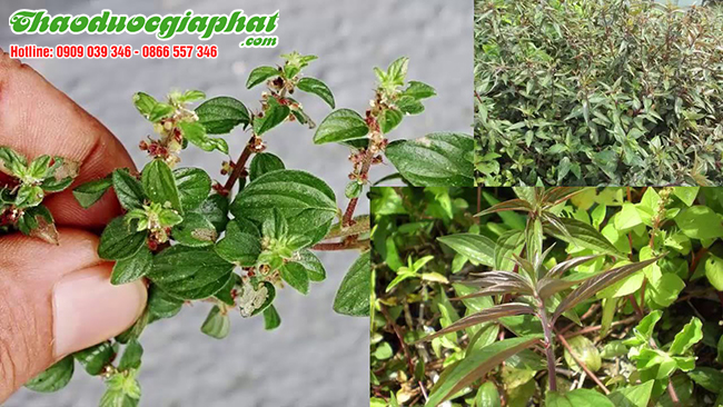 cay-thuoc-doi-tai-quan-2