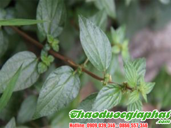 cay-thuoc-doi-tai-quan-4