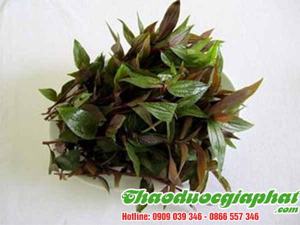 cay-thuoc-doi-tai-quan-5
