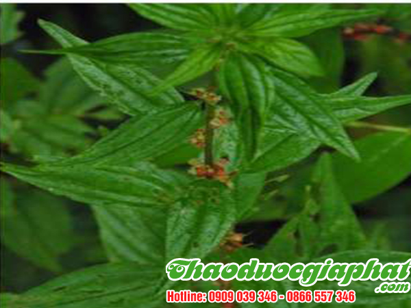 cay-thuoc-doi-tai-quan-6