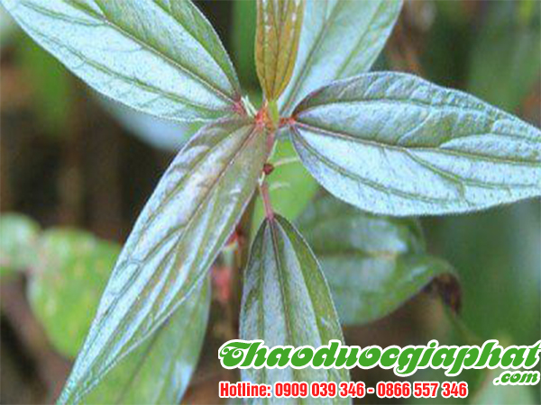 cay-thuoc-doi-tai-quan-binh-tan