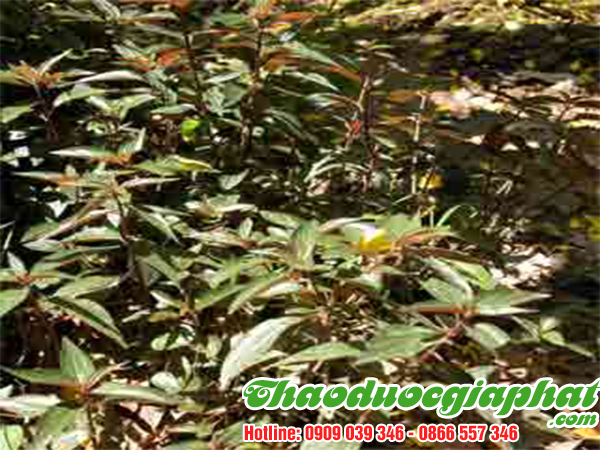 cay-thuoc-doi-tai-quan-go-vap