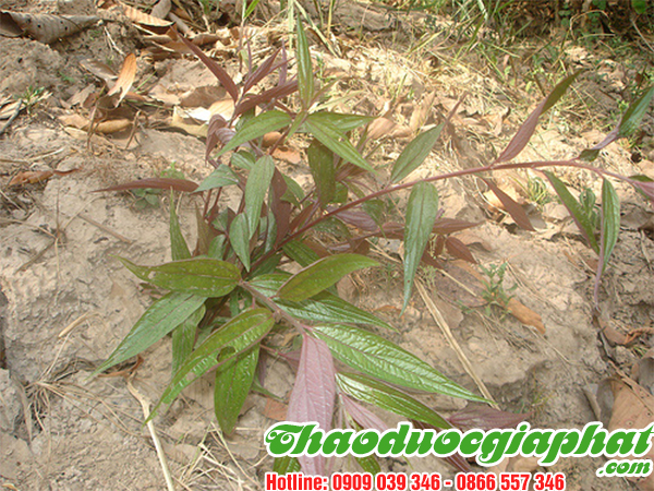 cay-thuoc-doi-tai-quan-tan-phu