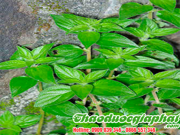 cay-thuoc-doi-tai-quan-thu-duc