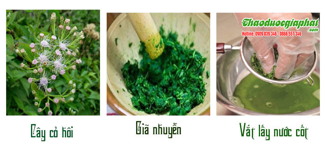 Cây Cỏ Hôi Trị Viêm Xoang