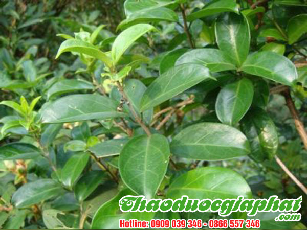 day-thia-canh-tai-huyen-can-gio