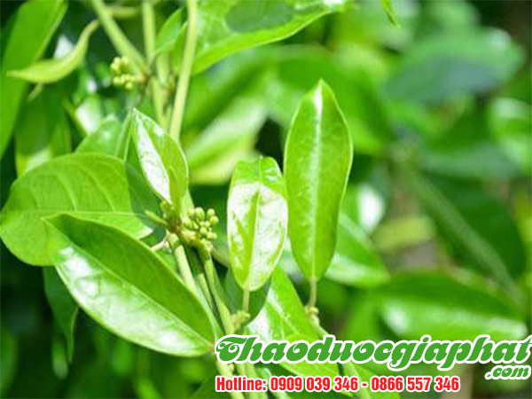 day-thia-canh-tai-quan-1