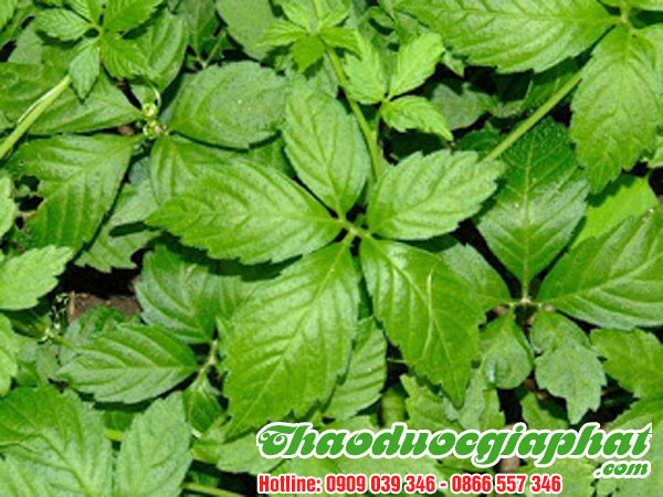 day-thia-canh-tai-quan-10