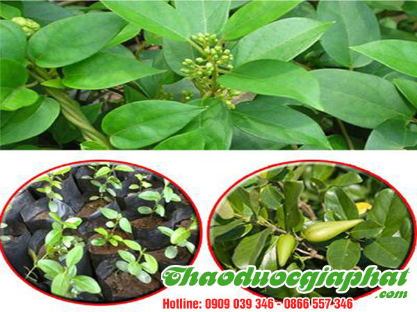 day-thia-canh-tai-quan-11